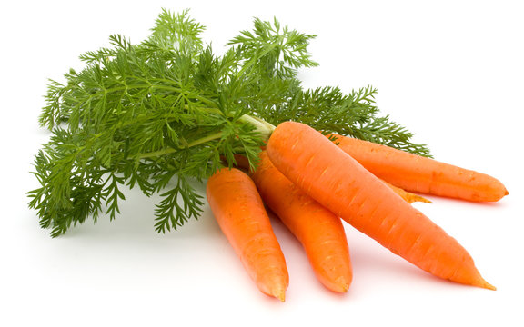 Carrot bulk exporter in India