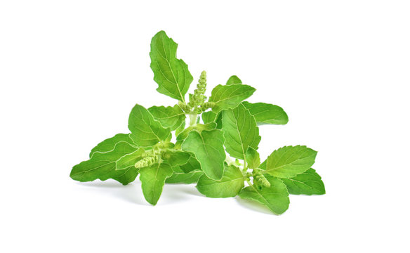 Tulsi exporter in India