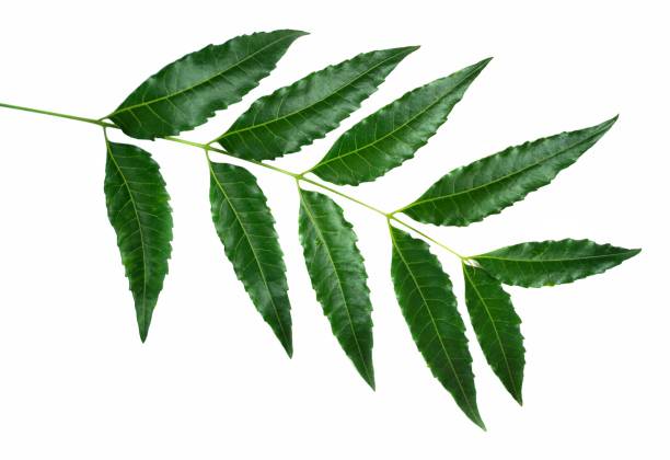 Neem exporter in India