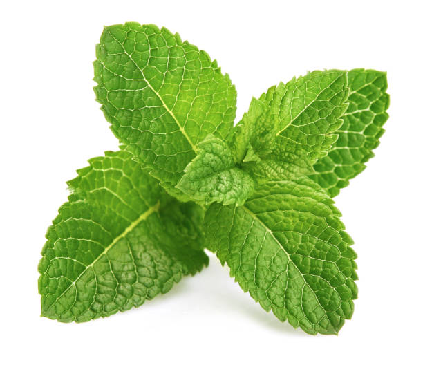 Spearmint exporter in India