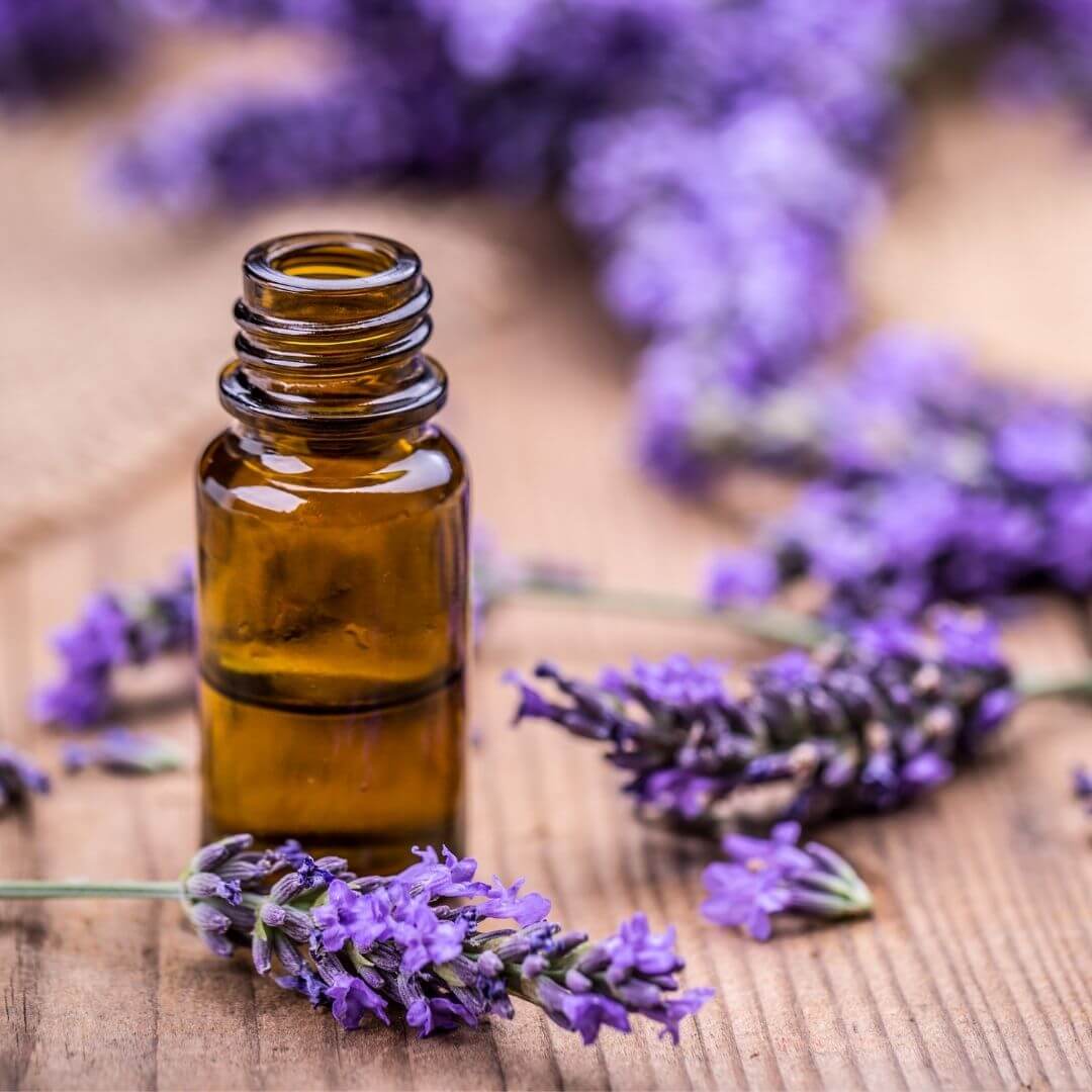 French lavender oil exporter in India