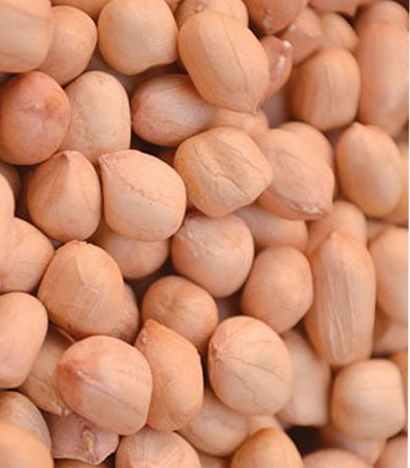 Java Peanut exporter in India