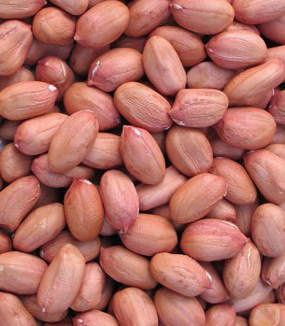 Bold Peanut exporter in India