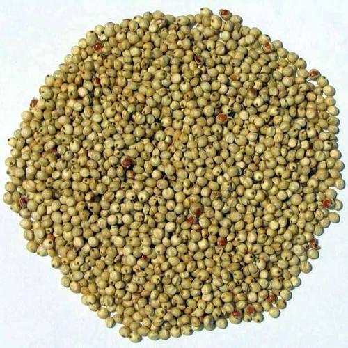 Green Millet Seeds exporter in India